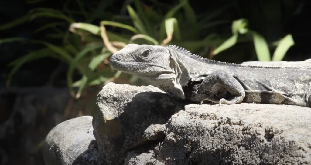 Lizard on a rock: a frame from a video at Yelapa